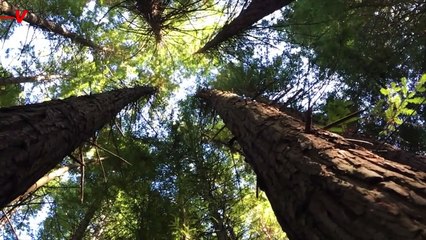 After the Northeast U.S. Earthquake, Could These Tremors Help Trees Grow?