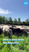 Toulouse. 80 moutons s'installent dans ce parc