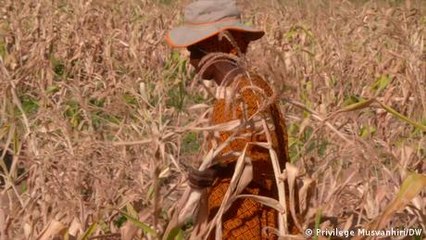 Zimbabwe declares drought-induced state of disaster