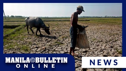 18 LGUs placed under state of calamity due to El Niño as agri damage balloons to P2.63 billion—task force