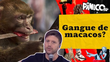 RESENHA ZU E ZUZU: GOVERNO GASTA AO MENOS R$ 2,3 MILHÕES PARA PEGAR OS ‘HOMI’ DE MOSSORÓ