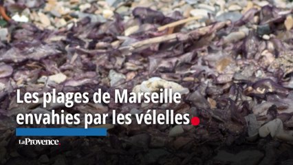 Les plages de Marseille envahies par les vélelles