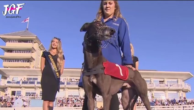 Greyhound Racing - Champions - Track race 686m 2024