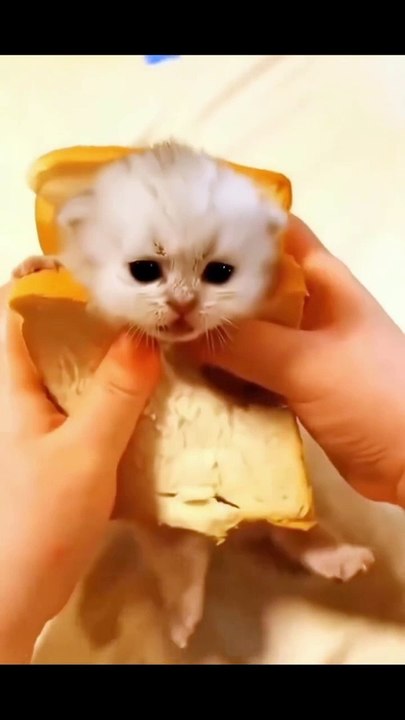 funny cat