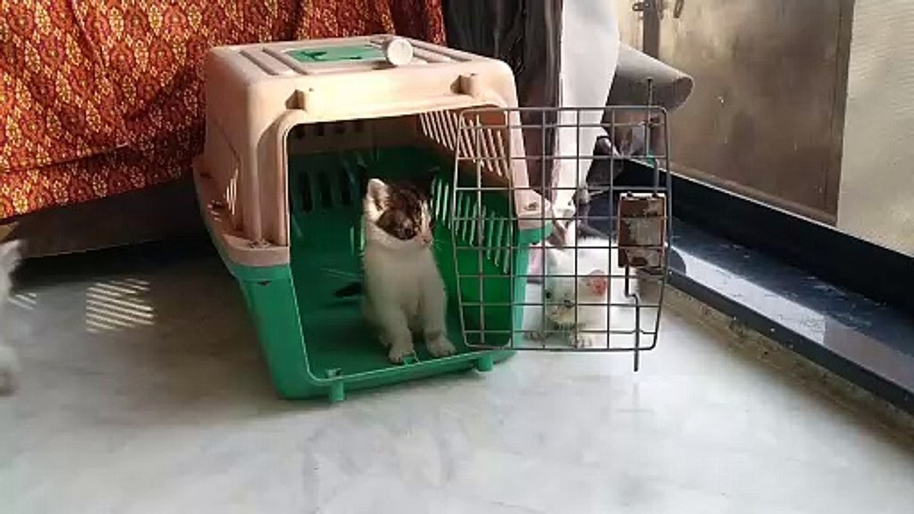 Mother Cat Coming To Make Sure That Her Kittens Are Safe With Dad