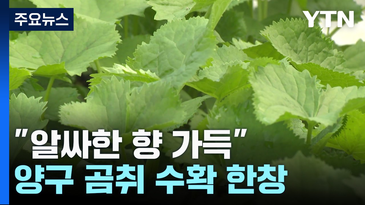 "알싸한 향 가득"...양구 곰취 수확 한창 / YTN