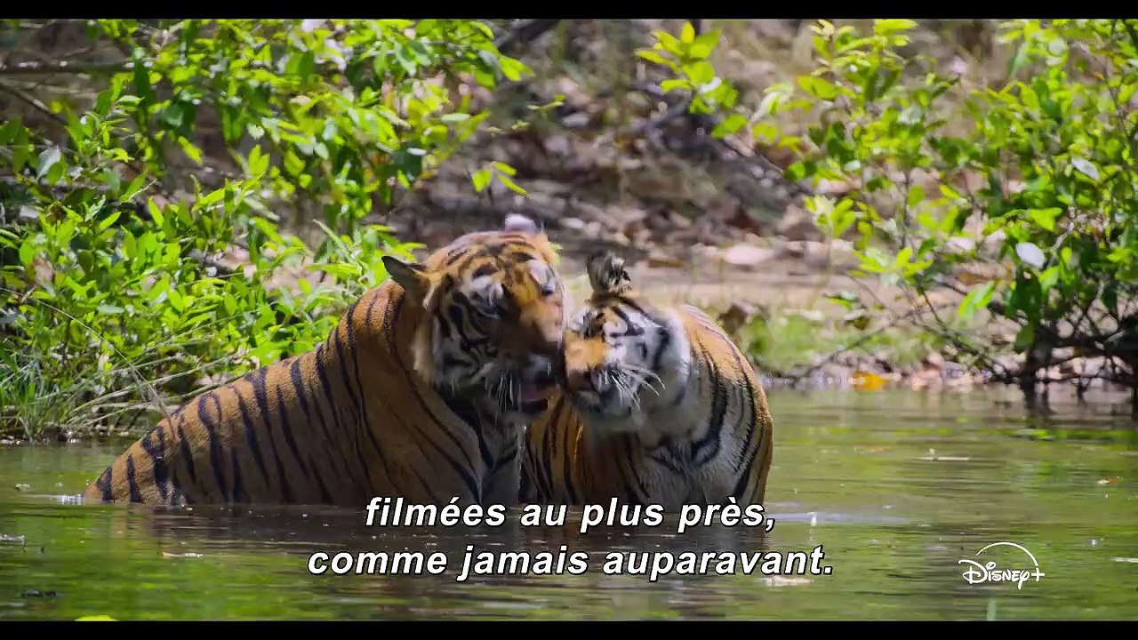 Tigres Bande-annonce VO STFR