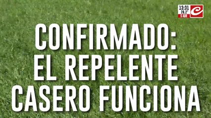 Repelente casero con shampoo: el equipo de Crónica lo prueba en vivo