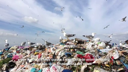 Perché i gabbiani hanno invaso le nostre città