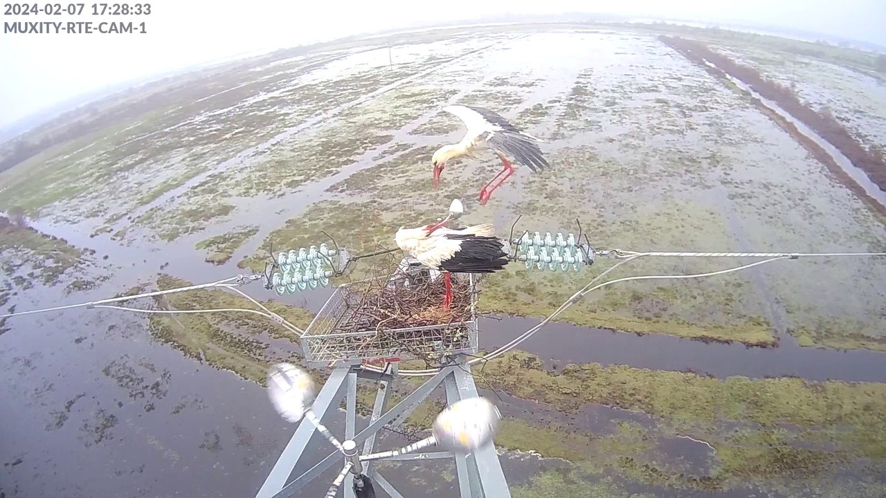 Caméras cigognes 2024 - sur nid1, résumé jusqu'aux pontes incluses