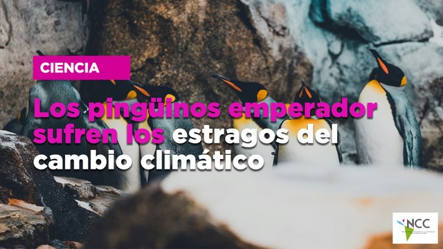Los pingüinos emperador sufren los estragos del cambio climático