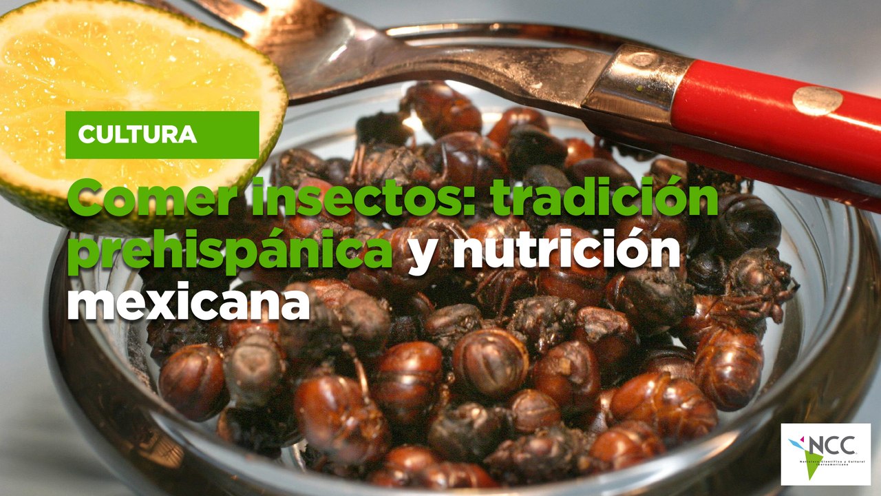 Comer insectos: tradición prehispánica y nutrición mexicana - Vídeo ...