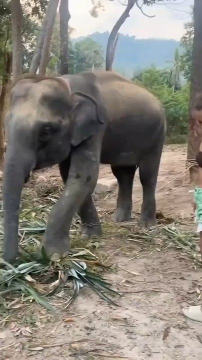 Funny elephant 