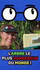 Découvrez l'Arbre le Plus Toxique et Dangereux au Monde 🌳