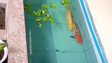 aquarium again
