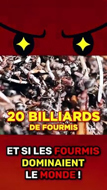 La GUERRE CONTRE LES FOURMIS !