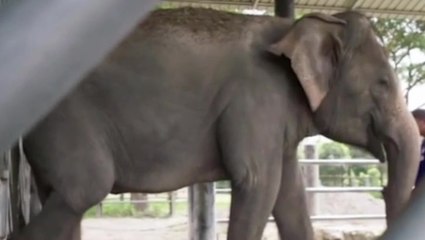 Paul O’Grady’s Great Elephant Adventure first look as late star cracks jokes in final documentary