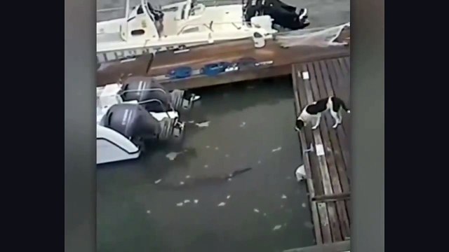 A dog is pulled by something that came out of the sea يسحبه شي بعد ان حاول مرافبته