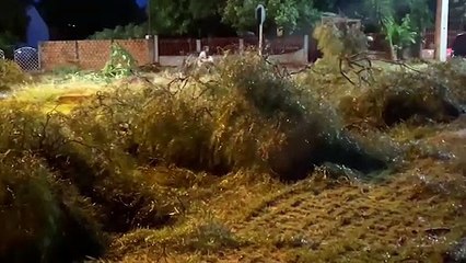 Bombeiros podam árvore que caiu sobre a via no Cascavel Velho