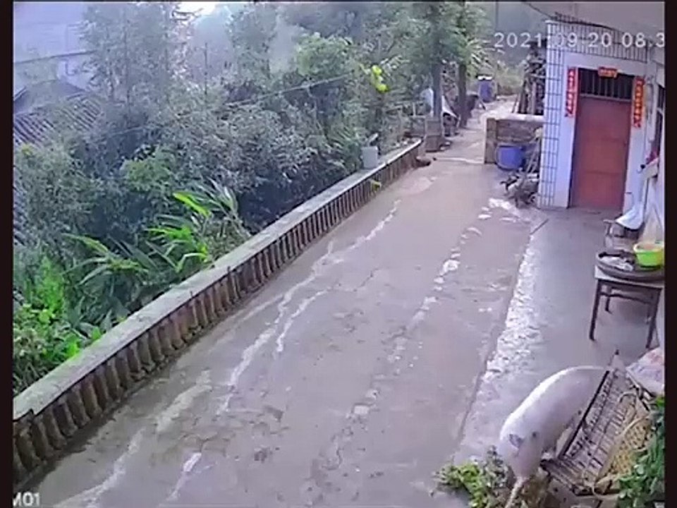 Pig fights with a bottle