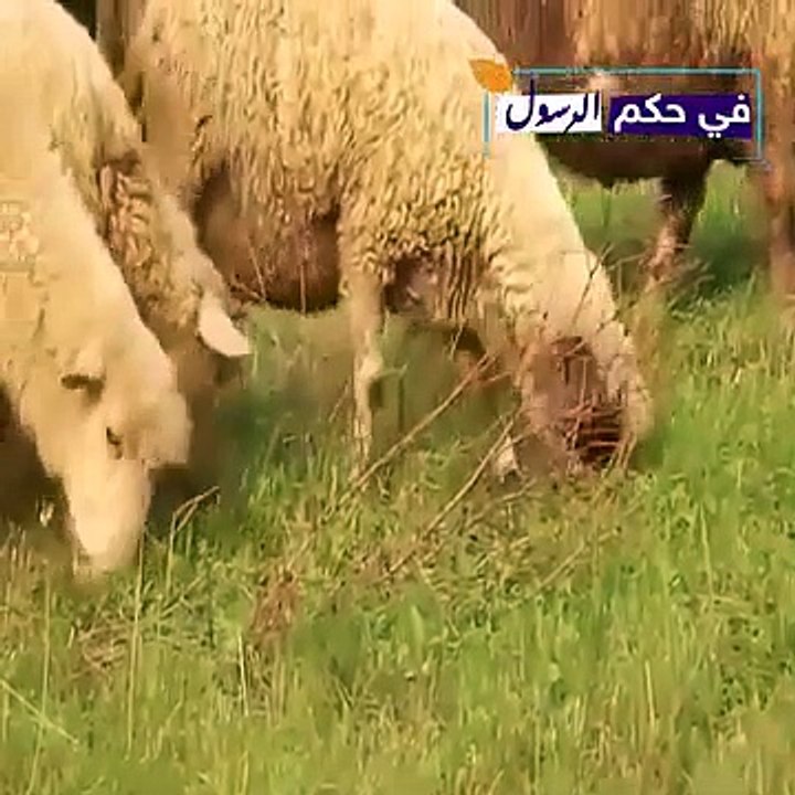 من هى صفورة التى ذكرها الله فى القران ؟ومن النبى الذى تزوجها ؟وهل كان من احفاده انبياء؟