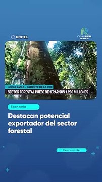 Destacan potencial exportador del sector forestal