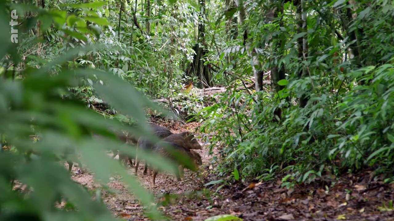 Costa Rica - Le réveil de la nature _ ARTE Family