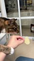 #cute #foryou #catlover #funnyshorts #pet #catlike #funnyvideos #funnycute #funnyanimal #shorts