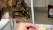 #cute #foryou #catlover #funnyshorts #pet #catlike #funnyvideos #funnycute #funnyanimal #shorts