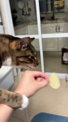 #cute #foryou #catlover #funnyshorts #pet #catlike #funnyvideos #funnycute #funnyanimal #shorts