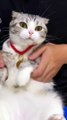 #foryou #cute #funny #cutekitty #funnyshorts #catlover #funnyvideos #funnyanimal #shorts (2)