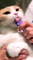 #foryou #cute #funny #cutekitty #funnyshorts #catlover #funnyvideos #funnyanimal #shorts (5)