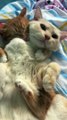 #foryou #cute #funny #cutekitty #funnyshorts #catlover #funnyvideos #funnyanimal #shorts
