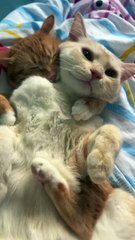 #foryou #cute #funny #cutekitty #funnyshorts #catlover #funnyvideos #funnyanimal #shorts