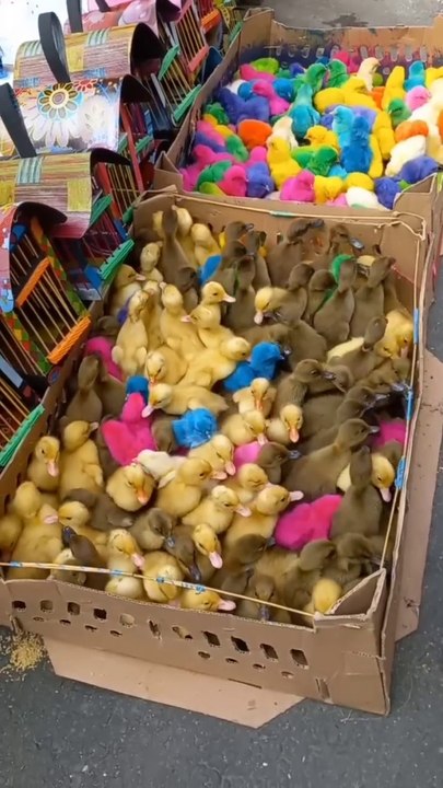 ayam warna warni dan bebeknya lucu