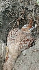 teetar wild pakshi