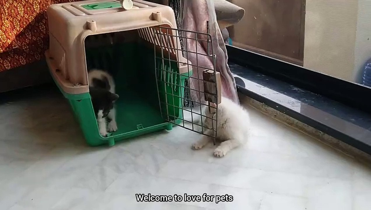 Adorable Kitten Alex: The Gang Leader & Pure Energy