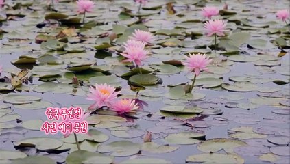 [지구촌톡톡] 화려하게 피어난 '물의 요정'