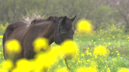 노란색 봄의 향연...제주 유채꽃에 빠지다! / YTN