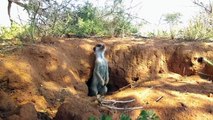 Episode 01 - Kalahari Meerkats