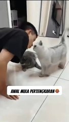 Cats are lucky and funny too