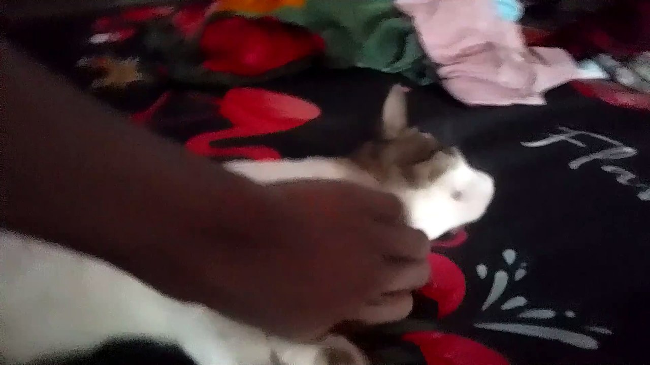 my cat's cuteness