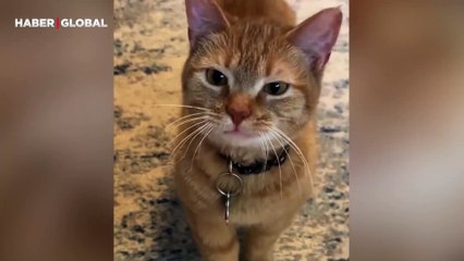 Mama saati gelen kedinin konuştuğu anlar güldürdü