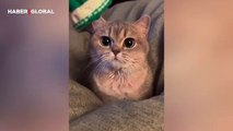 İstediği olmayınca sahibine trip atan kedinin hareketleri sosyal medyayı salladı