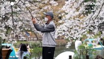 Tokyo, turisti e residenti si godono la piena fioritura dei ciliegi