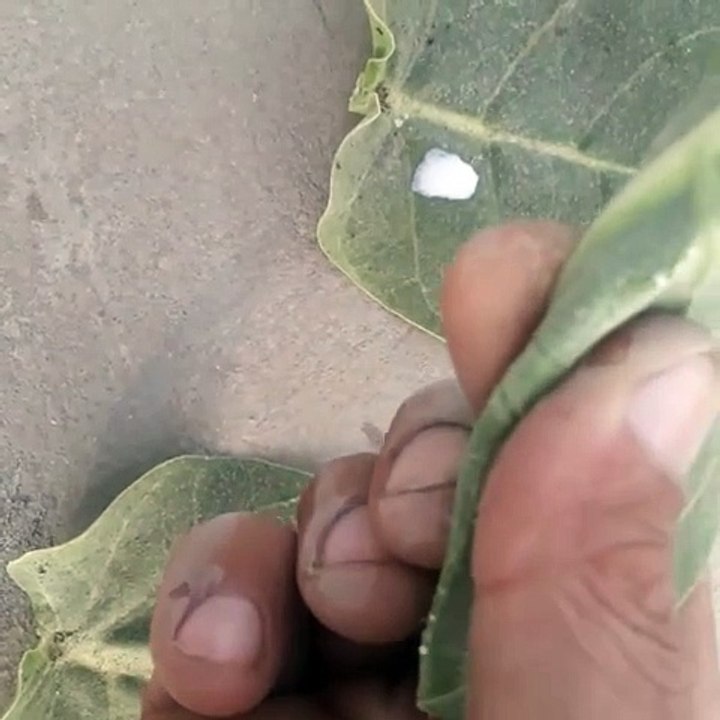 A white secretion from the Aak plant