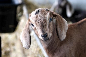 'Kidding Chaos': baby goats at High Tilt Farm, Isle of Man