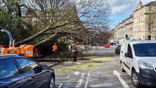 Large trees fall in Dundas Street after Storm Kathleen hits Edinburgh