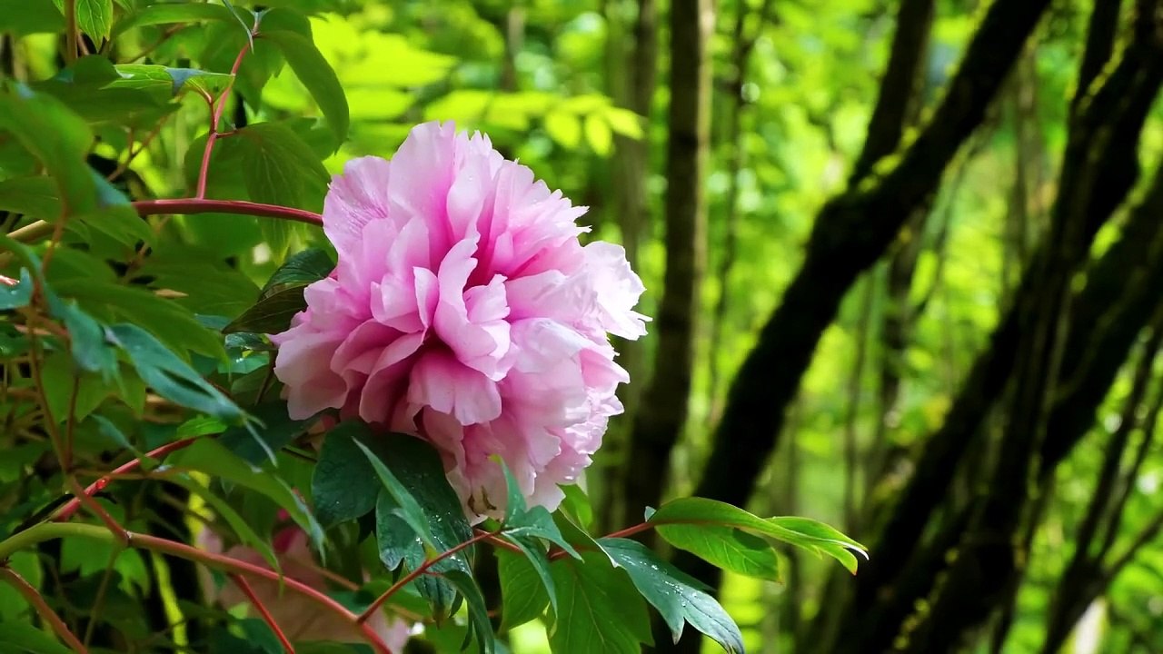 18.Oruç Bedenin Zekatıdır-Gufranla Tüllenen İbadet Oruç M.Fethullah Gülen Sesli Kitap