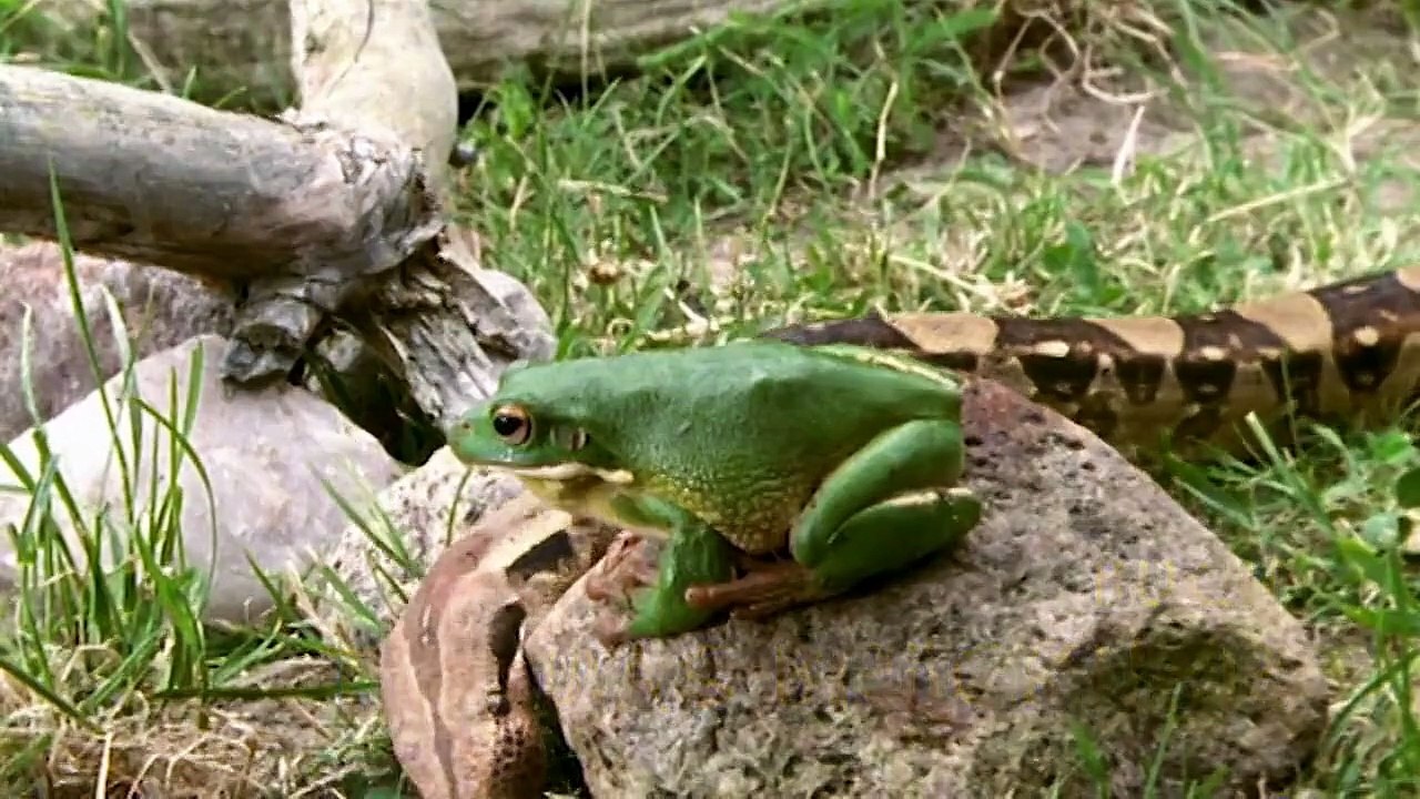 Küss mich, Frosch (2000) stream deutsch anschauen